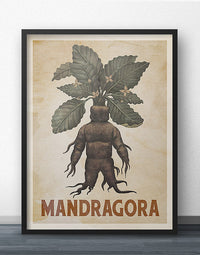 Mandragora (Mandrake) Poster - Heritage Series
