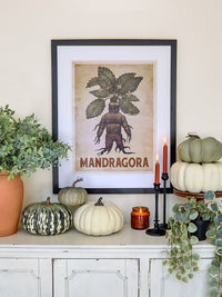 Mandragora (Mandrake) Poster - Heritage Series